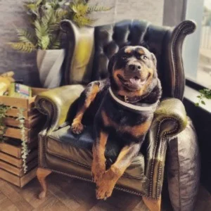 Bear relaxing in the green chair at the groomers