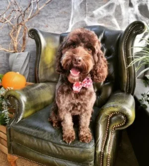 Brandi the chocolate cockapoo sitting in a green chair