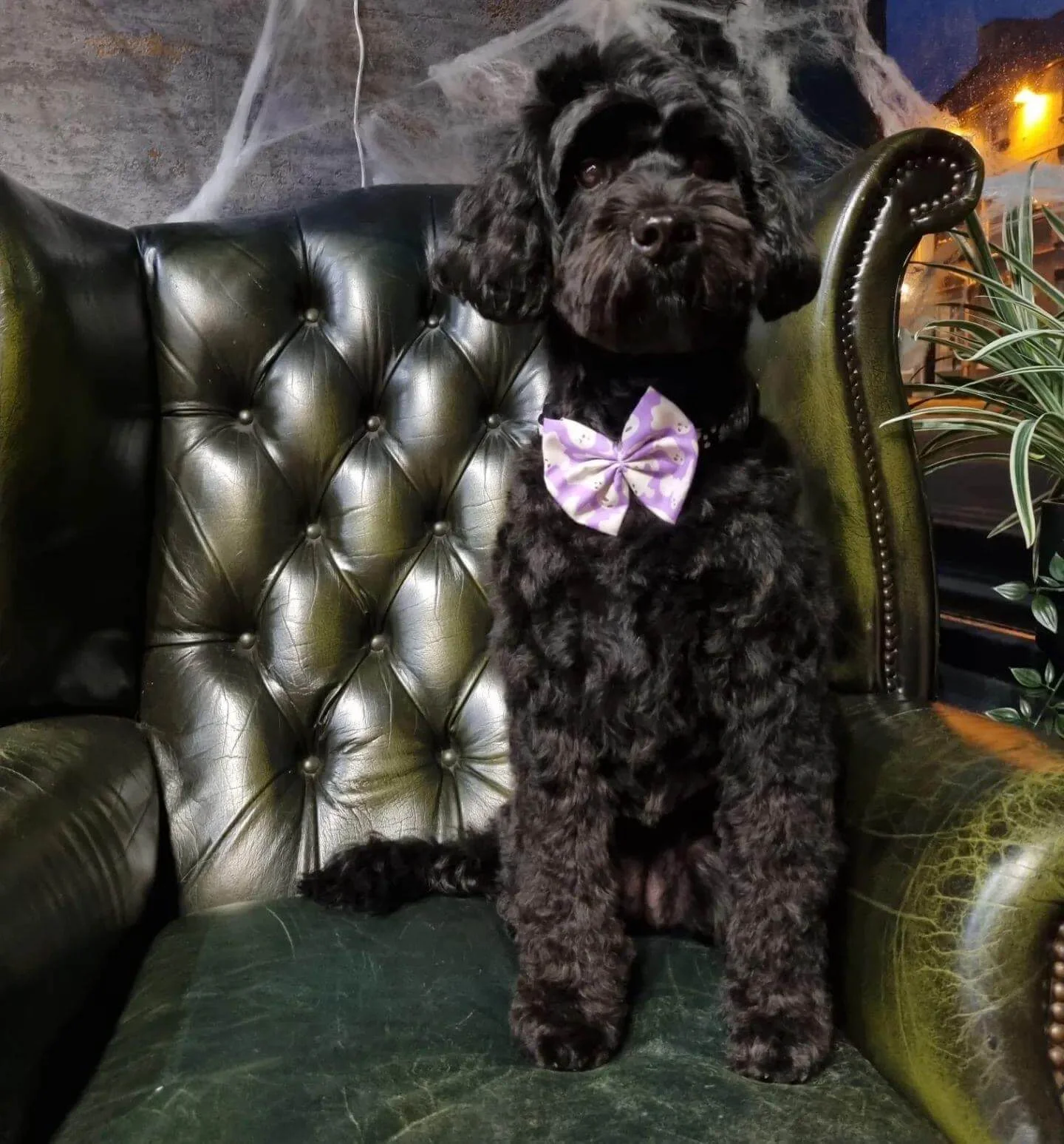 Groomed black Cockapoo posing on a green armchair