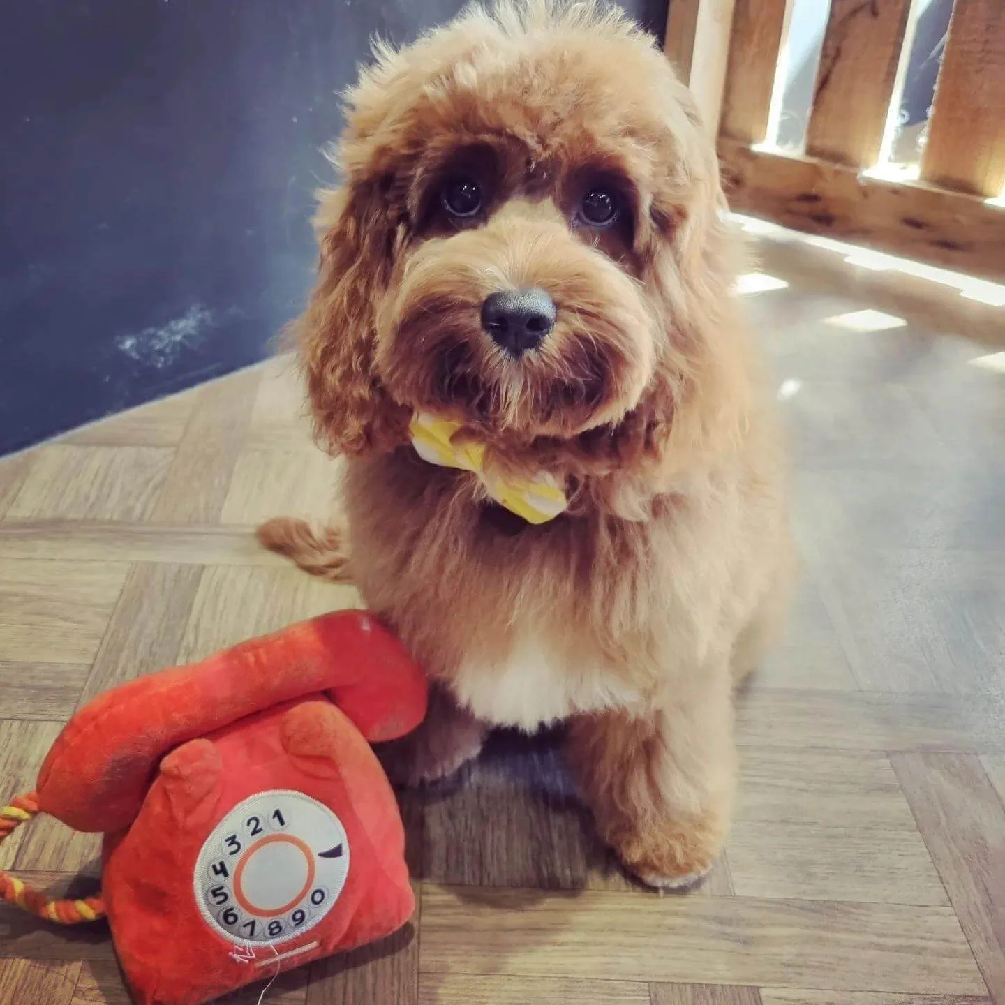 Groomed puppy Cockapoo on the shop floor