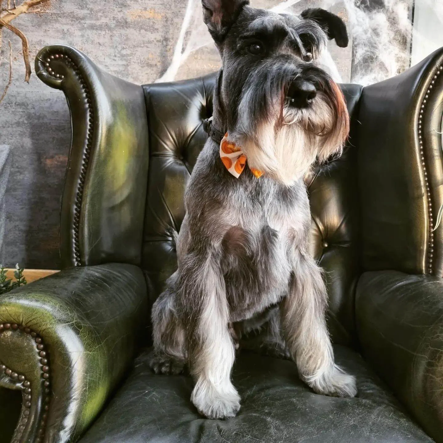 Groomed Schnauzer posing in a green armchair