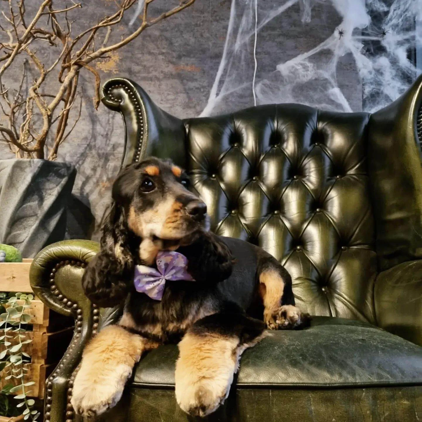 Groomed Cocker Spaniel relaxing in a green armchair