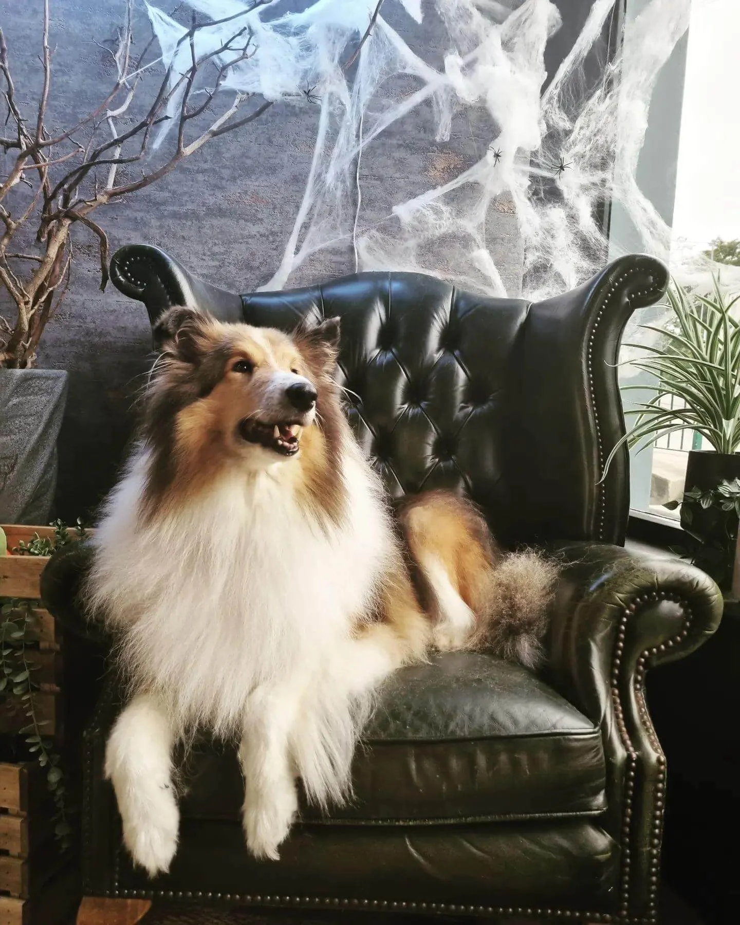 Groomed Rough Collie Dog posing on a green armchair