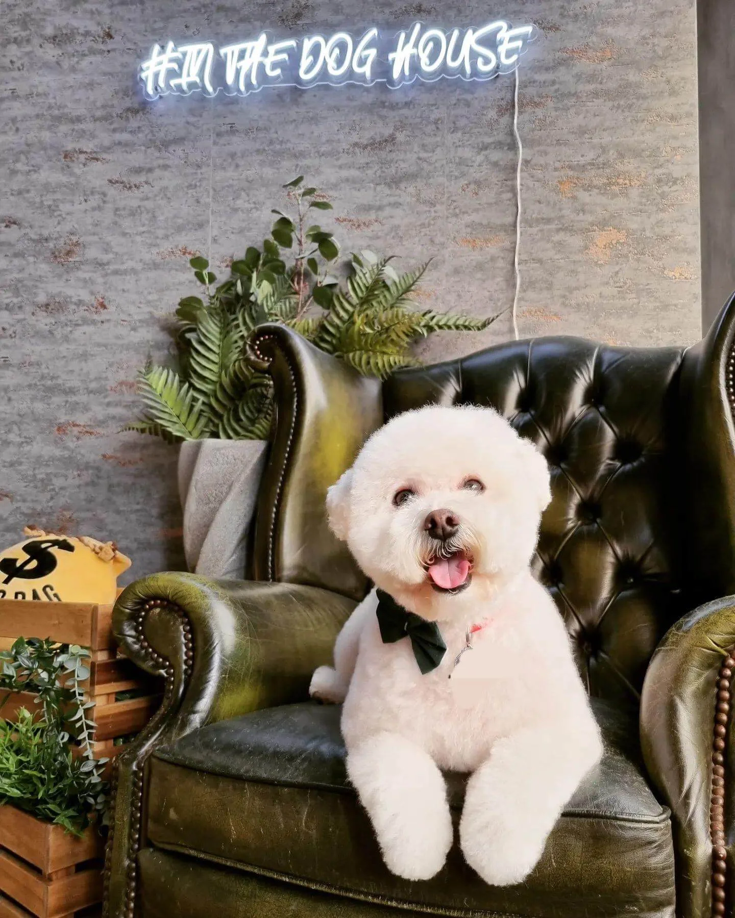 Groomed Bischon Fris relaxing on a green armchair