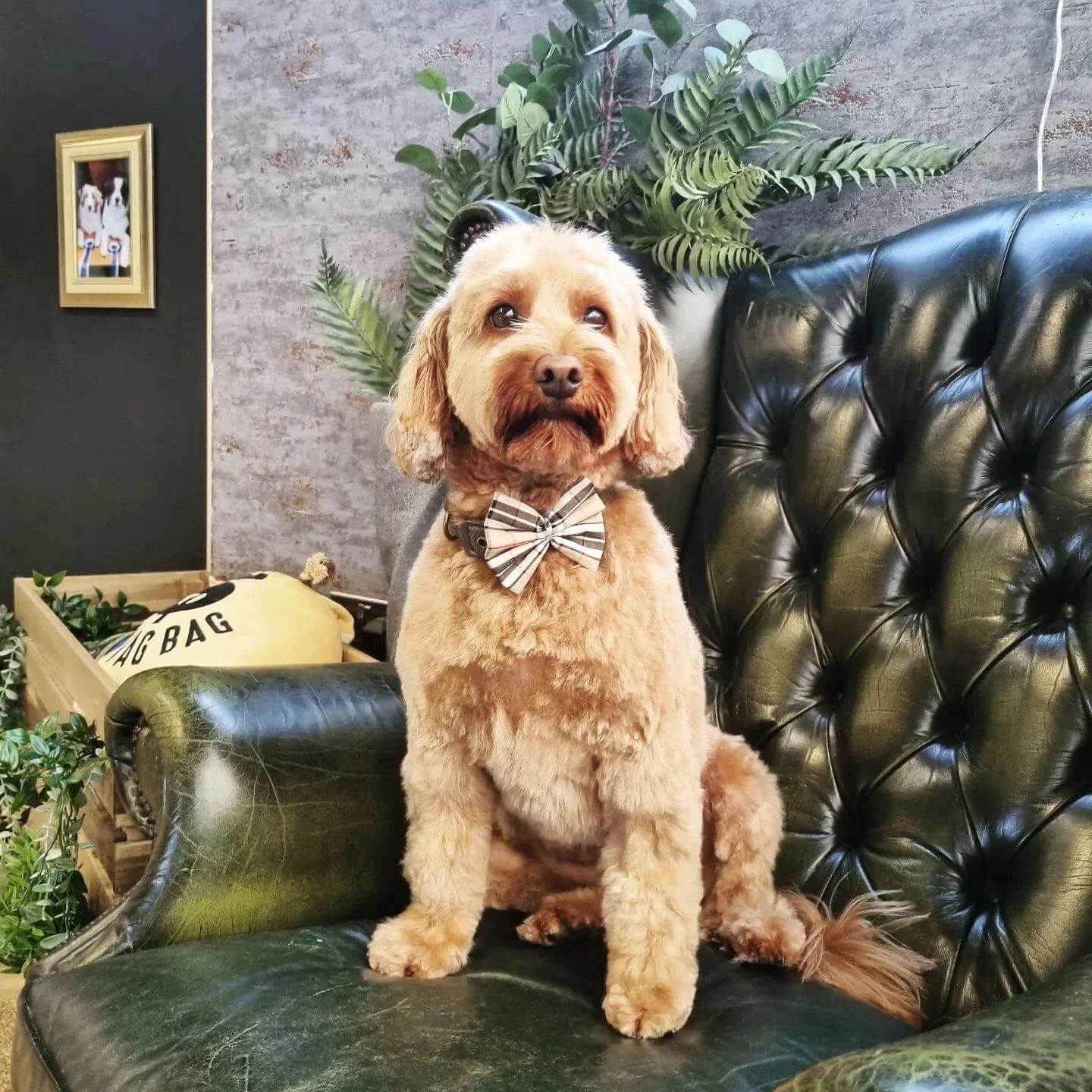 Groomed apricot Cocakpoo posing on a green armchair