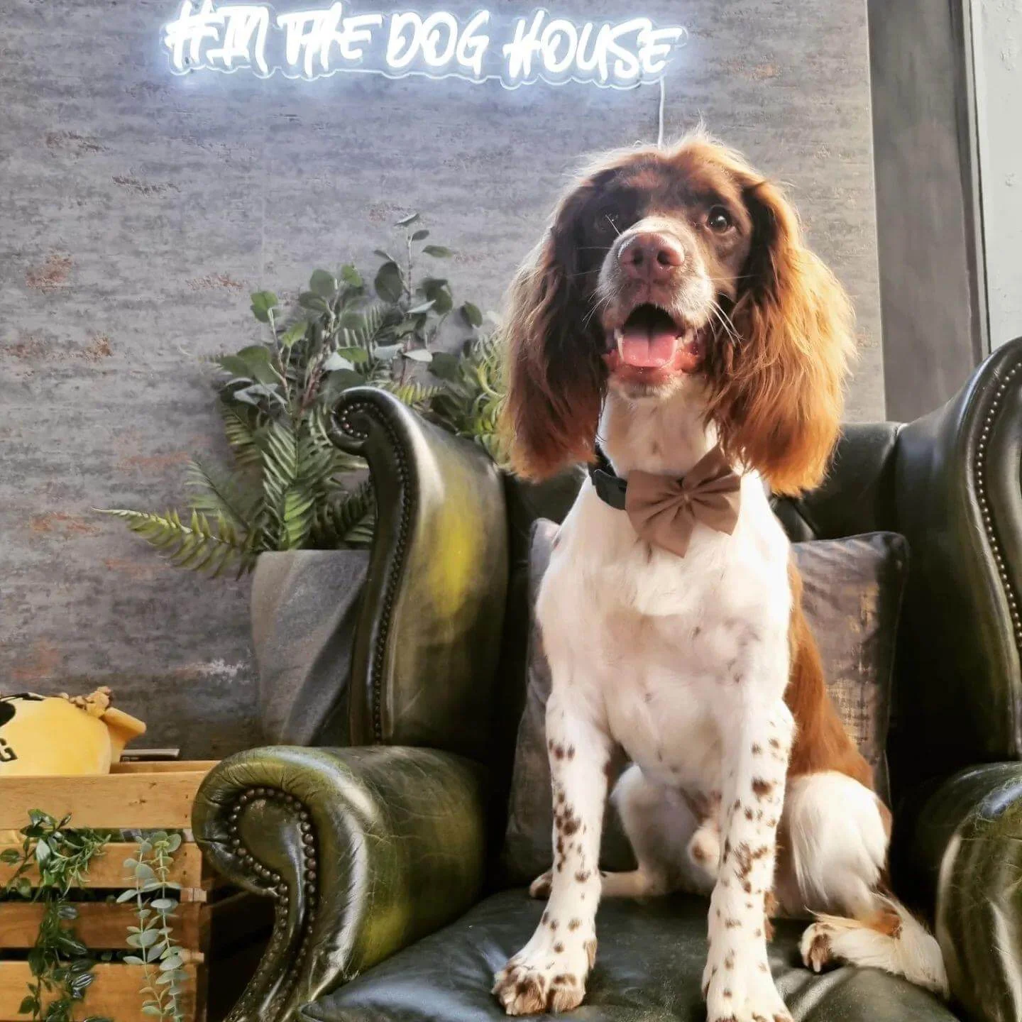 Groomed brown and white Cocker Spaniel on a green armchair