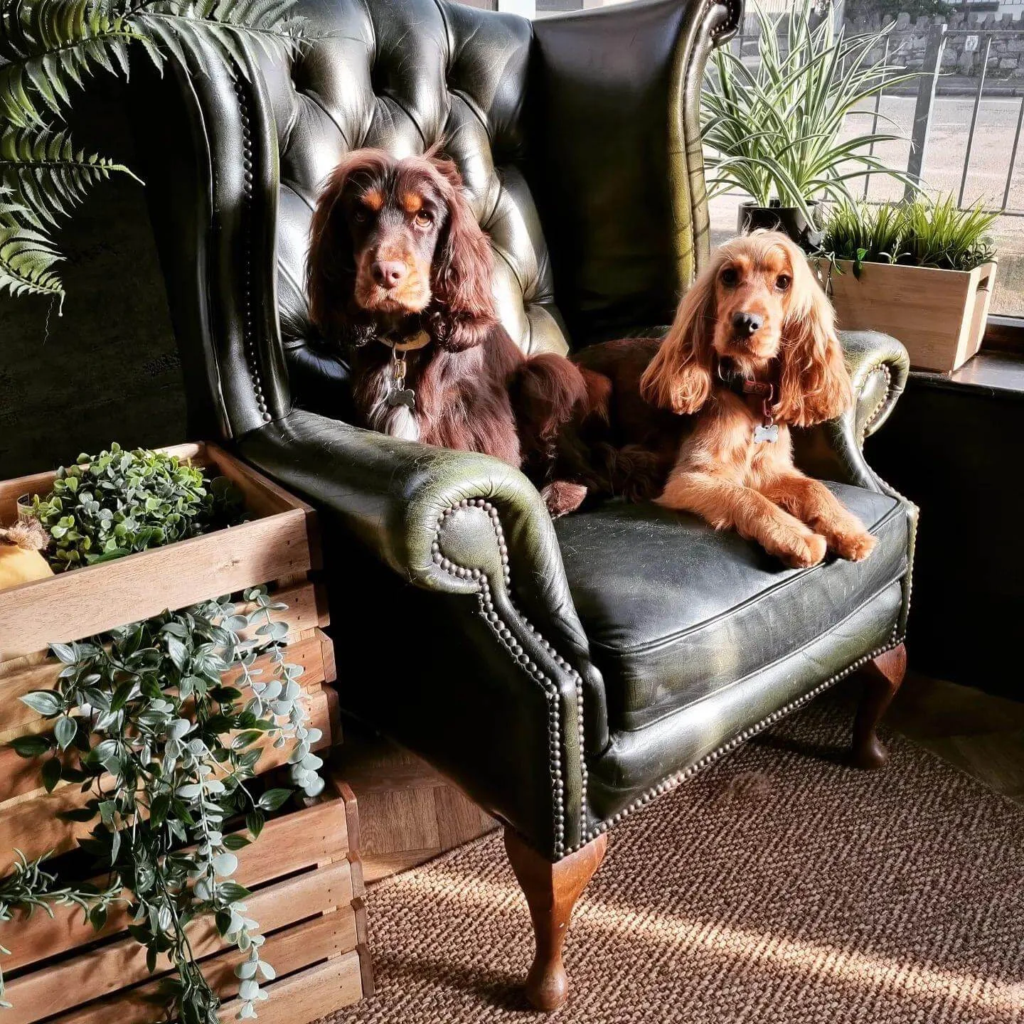 Two groomed Cocker Spaniels relaxing on a green armchair