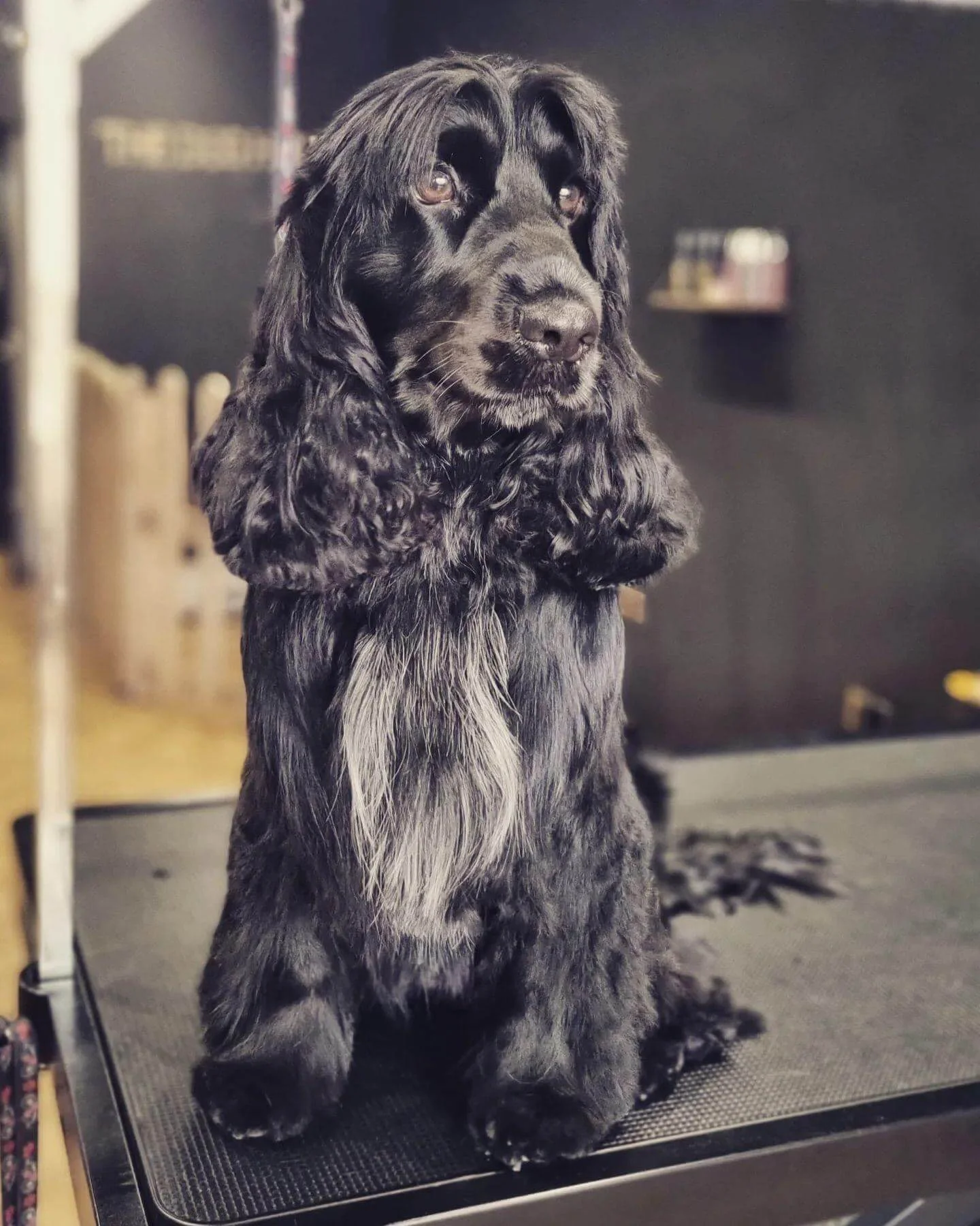 Groomed black Cocker Spaniel posing on the grooming table