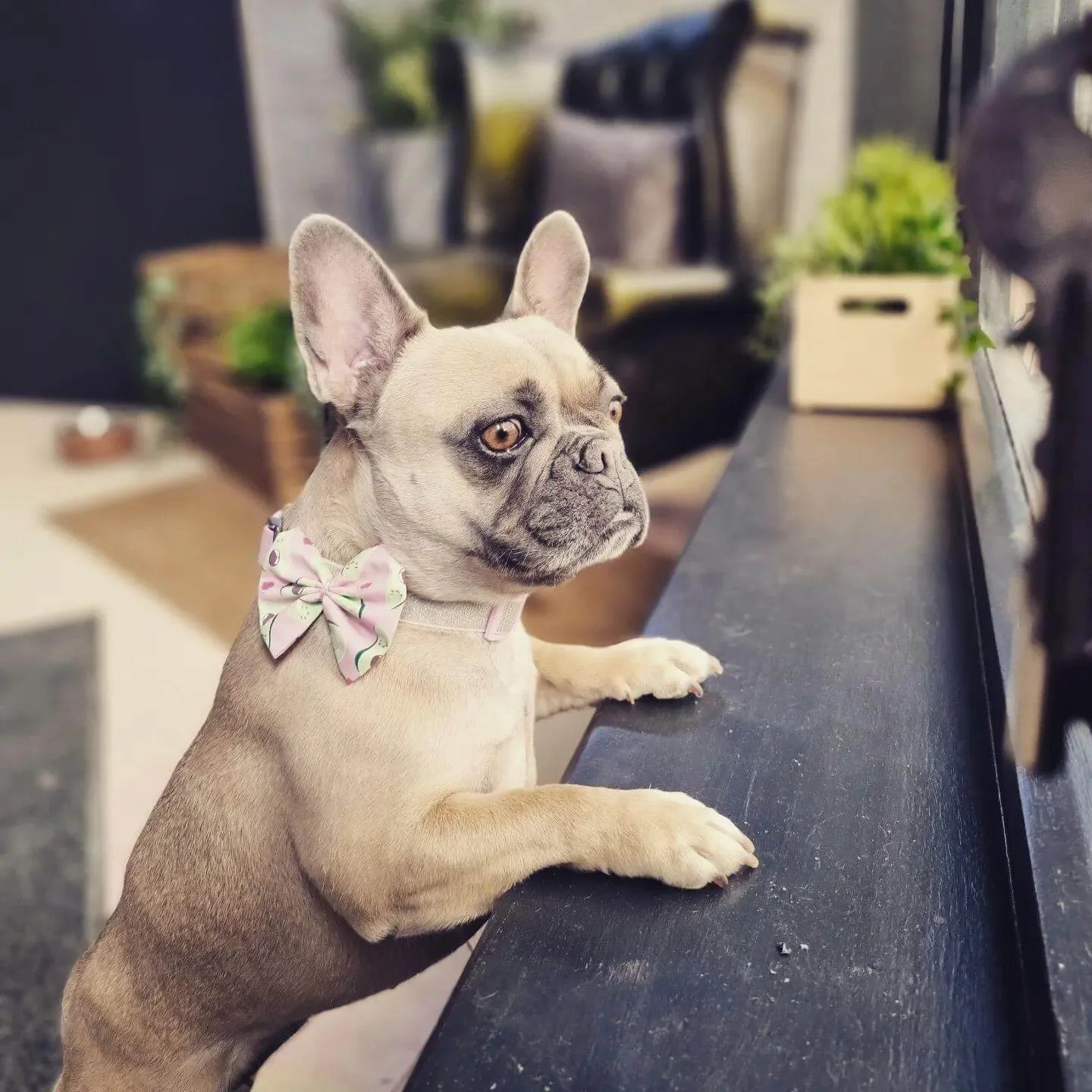 Groomed fawn French Bull Dog looking out of the salon window