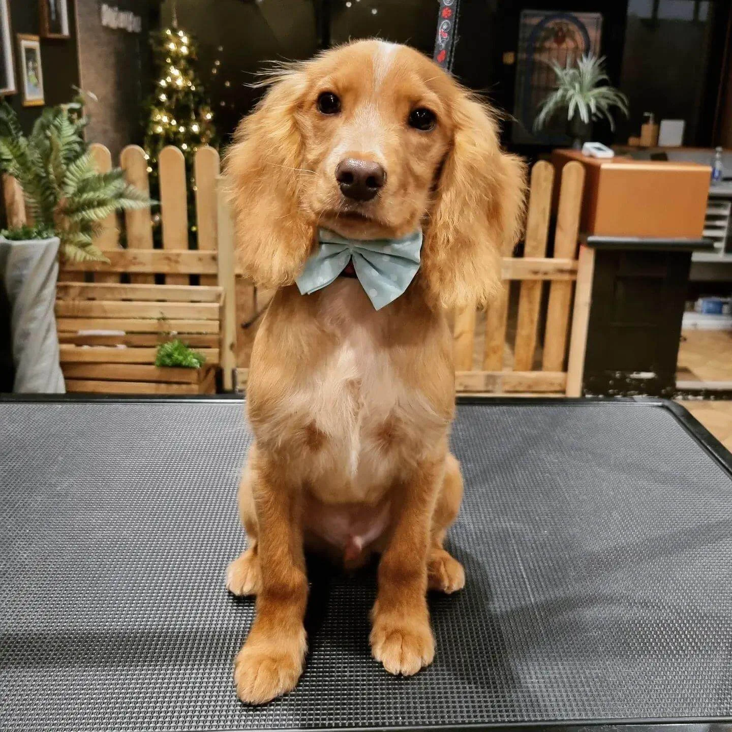 Groomed fawn Cocker Spaniel puppy on the grooming table