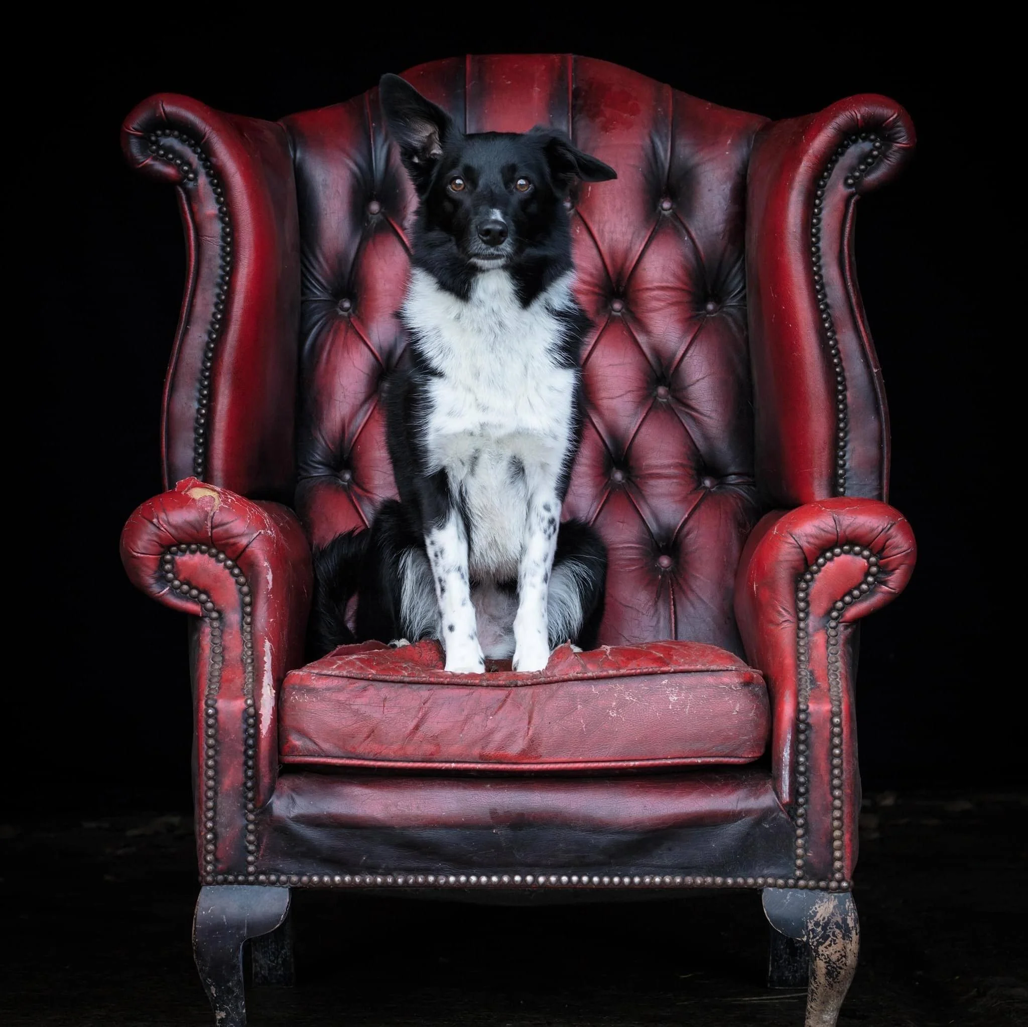 Groomed Border Collie
