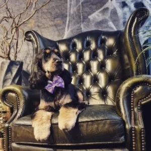 Molly the Spaniel relaxing in the groomer green armchair