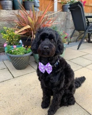 Rosie the black Cockapoo posing in her back garden
